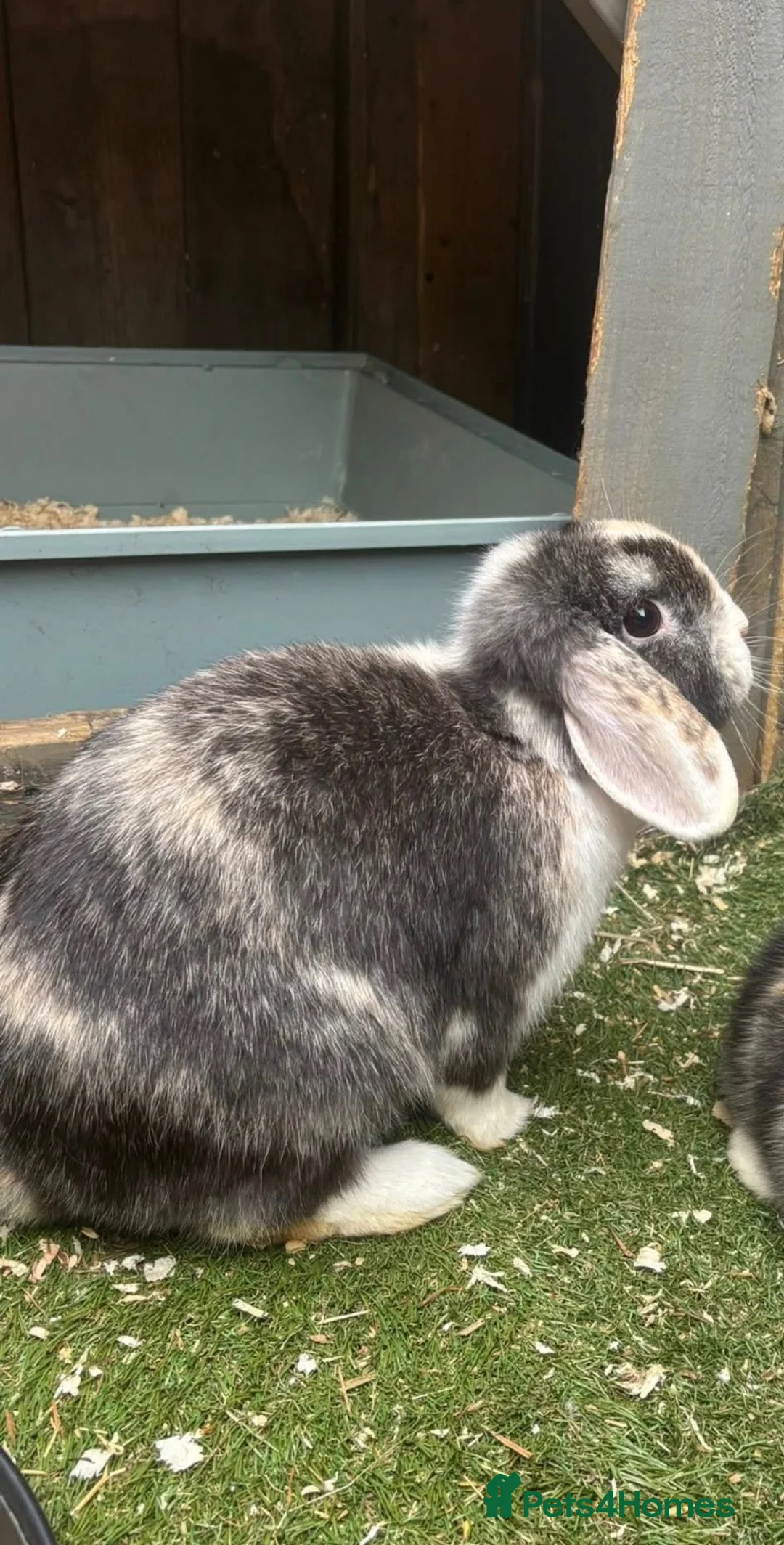 Mini Lop rabbits for sale: Min lops - Advert 1