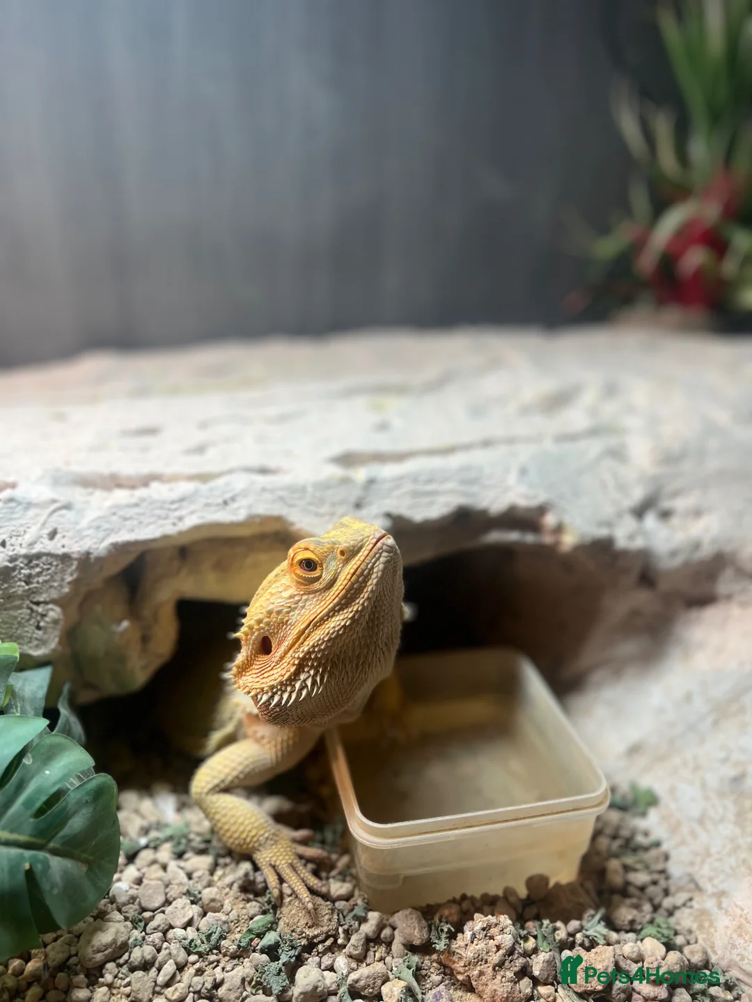 Bearded Dragon reptiles for sale: Female bearded dragon for sale  in Liverpool - Advert 2