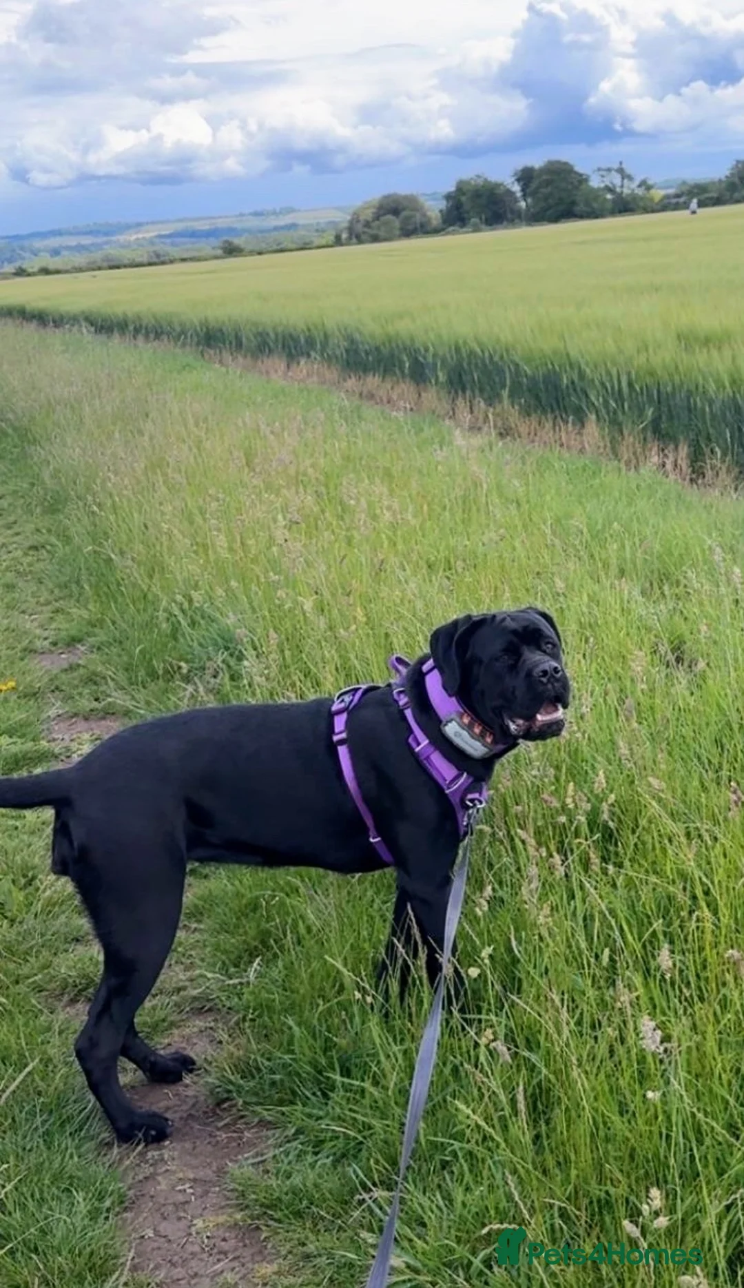 Cane Corso dogs for sale: Female Cane Corso  in Salisbury - Advert 3