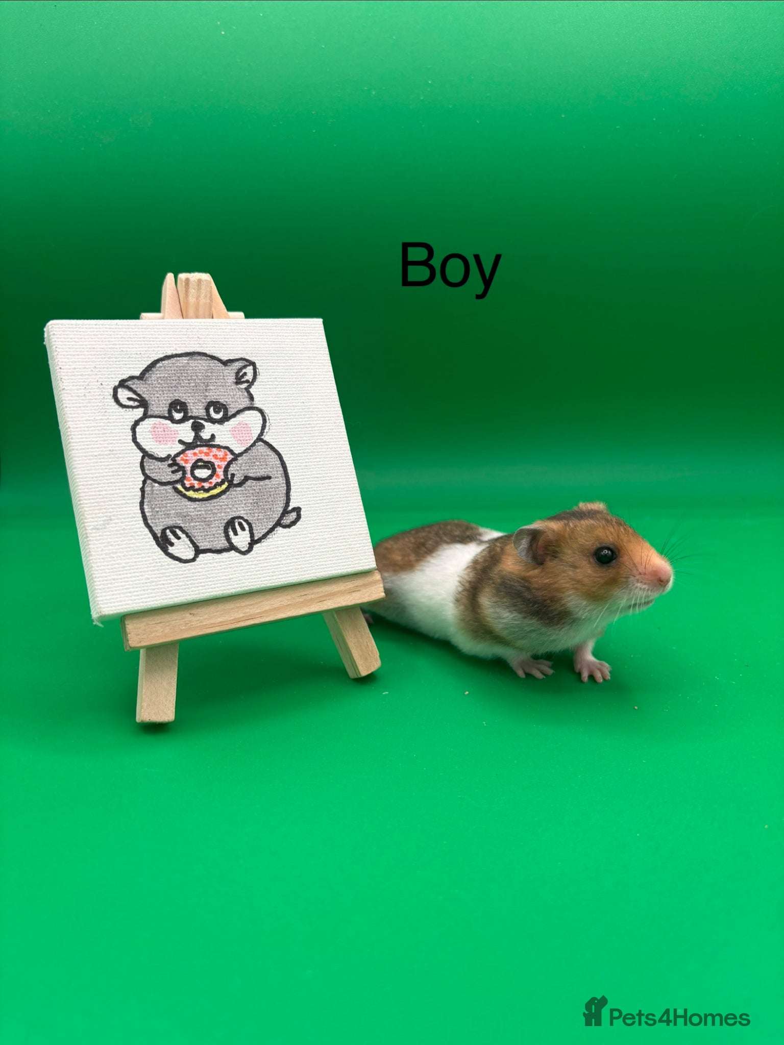 Hamster rodents Adorable Syrian hamster babies  - Advert 1