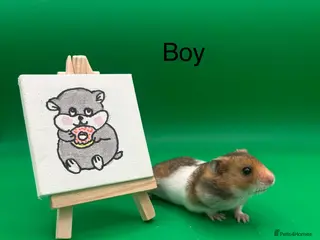 Hamster rodents Adorable Syrian hamster babies - Advert 15