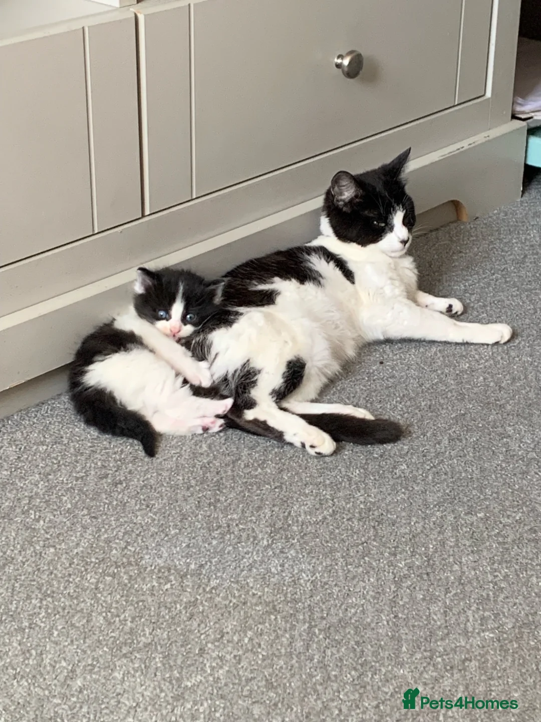 Mixed Breed cats for sale: Two gorgeous playful boys  - Advert 8