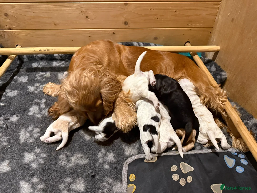 Cocker Spaniel dogs for sale: Gorgeous KC/Full Health Cocker Spaniel show type - Advert 17