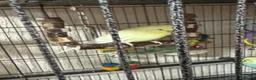 Budgerigars birds for sale: Budgies - Advert 8