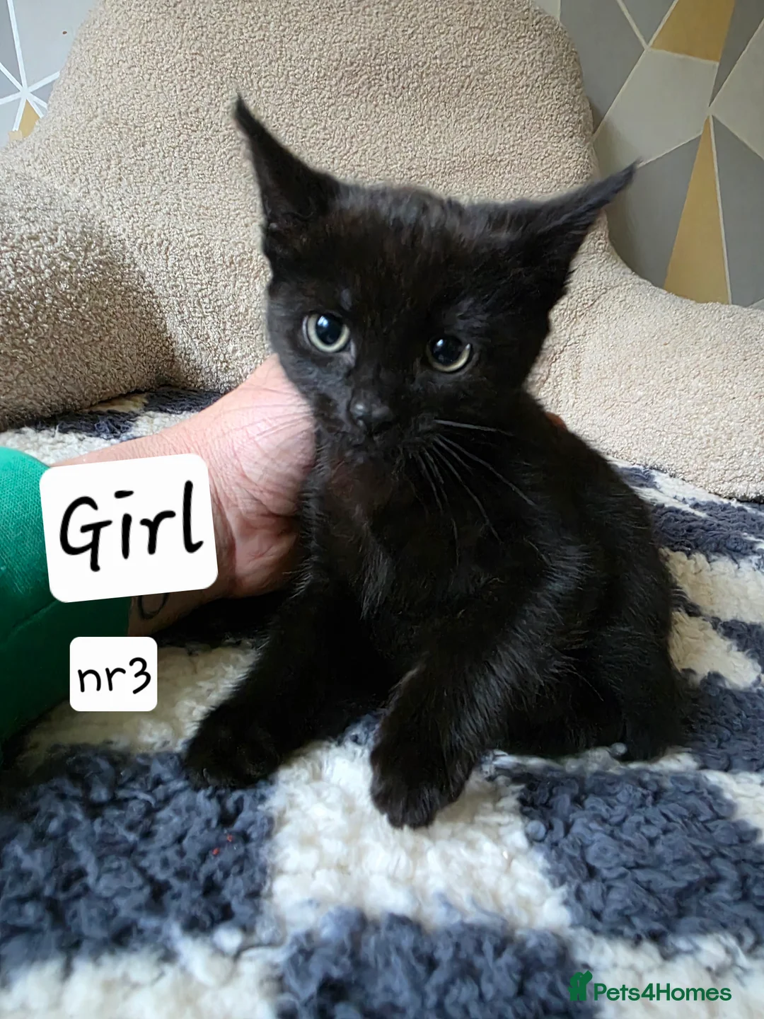 Mixed Breed cats for sale: Kittens for sale! - Advert 7