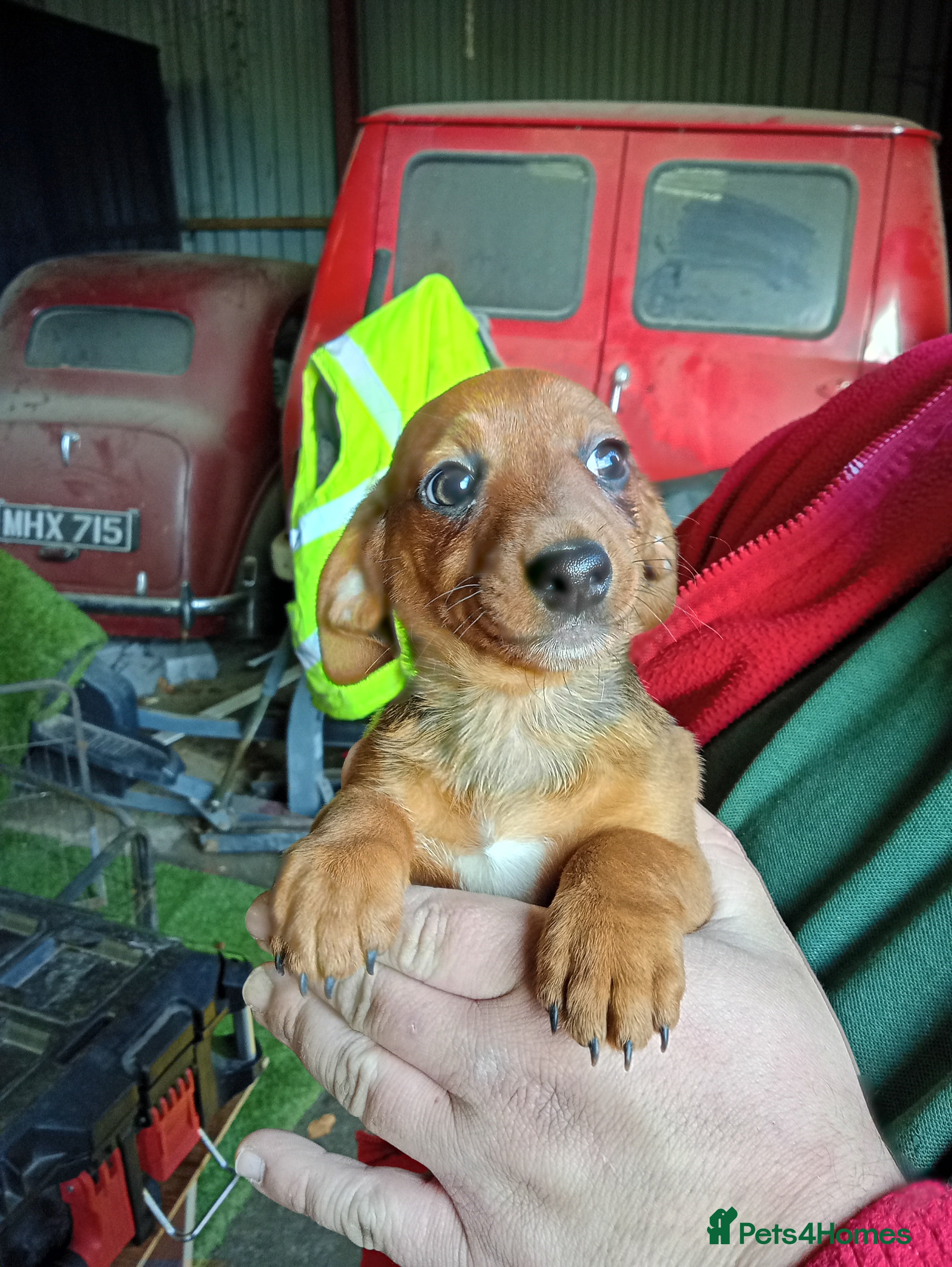 Dachshund dogs Dachshund puppies - Advert 6
