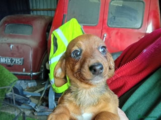 Dachshund dogs Dachshund puppies - Advert 2