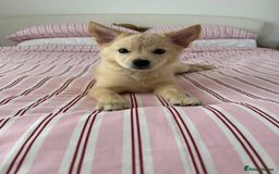 Mixed Breed dogs for sale: Chihuahua x Italian Volpino - Image 4