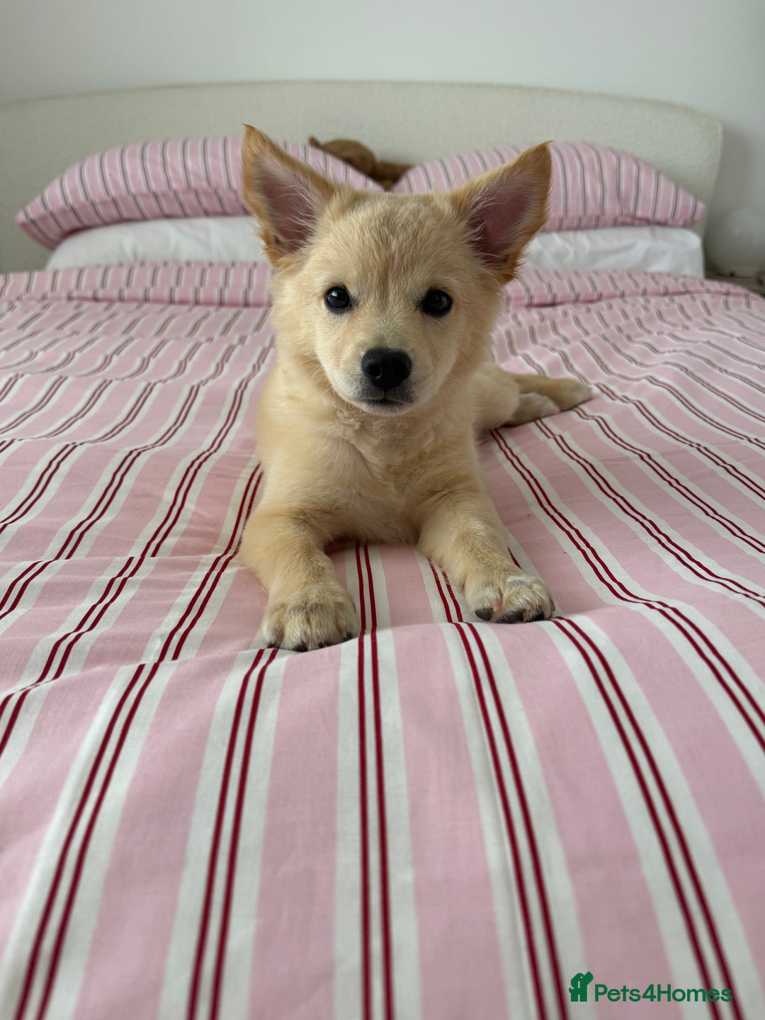 Mixed Breed dogs for sale: Chihuahua x Italian Volpino - Image 4