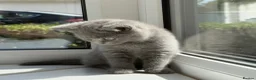 British Shorthair cats for sale: British shorthair  in Rotherham - Advert 7