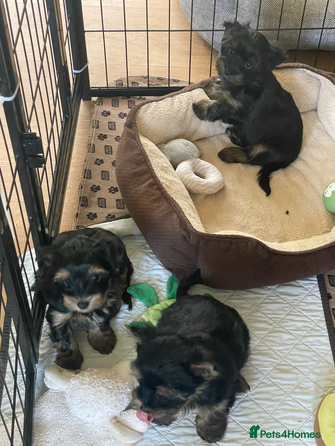 Yorkshire Terrier dogs for sale: York Terrier ,Black Tan - Advert 23