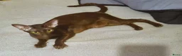 Oriental cats for sale: Chocolate Havana Brown Oriental Female - Advert 4