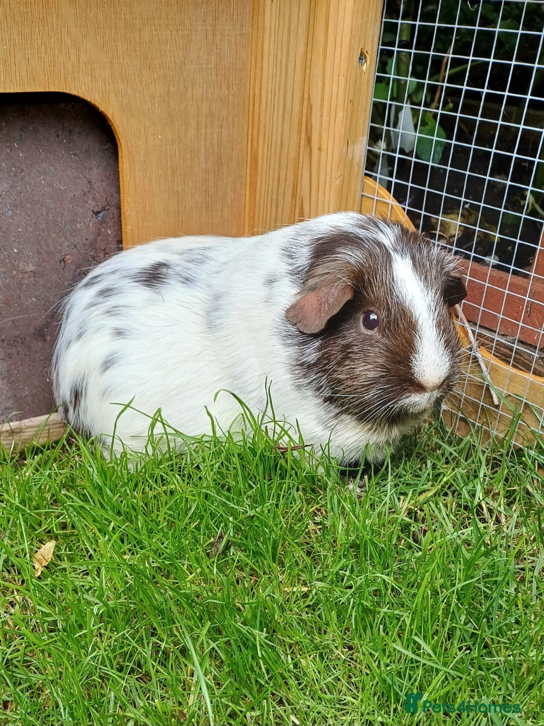 Guinea Pig rodents for sale: Neutered  boar and female Guinea Pigs for sale - Image 3