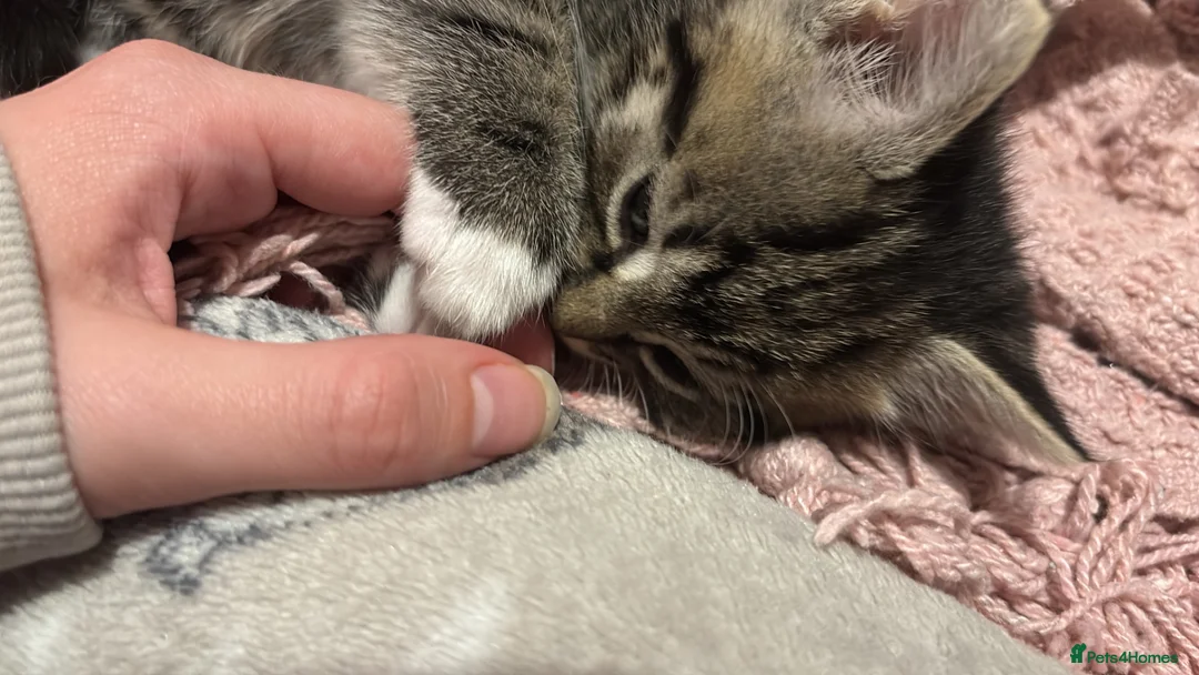 Mixed Breed cats for sale: Tabby Kitten  - Advert 2