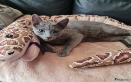 Russian Blue cats for sale: Quality Russian Blue male kitten in Hayes - Image 16