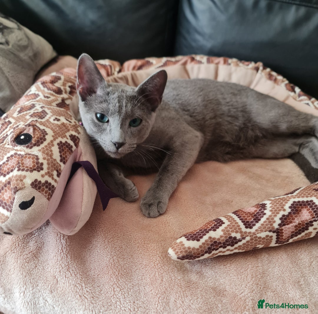 Russian Blue cats for sale: Quality Russian Blue male kitten in Hayes - Image 16