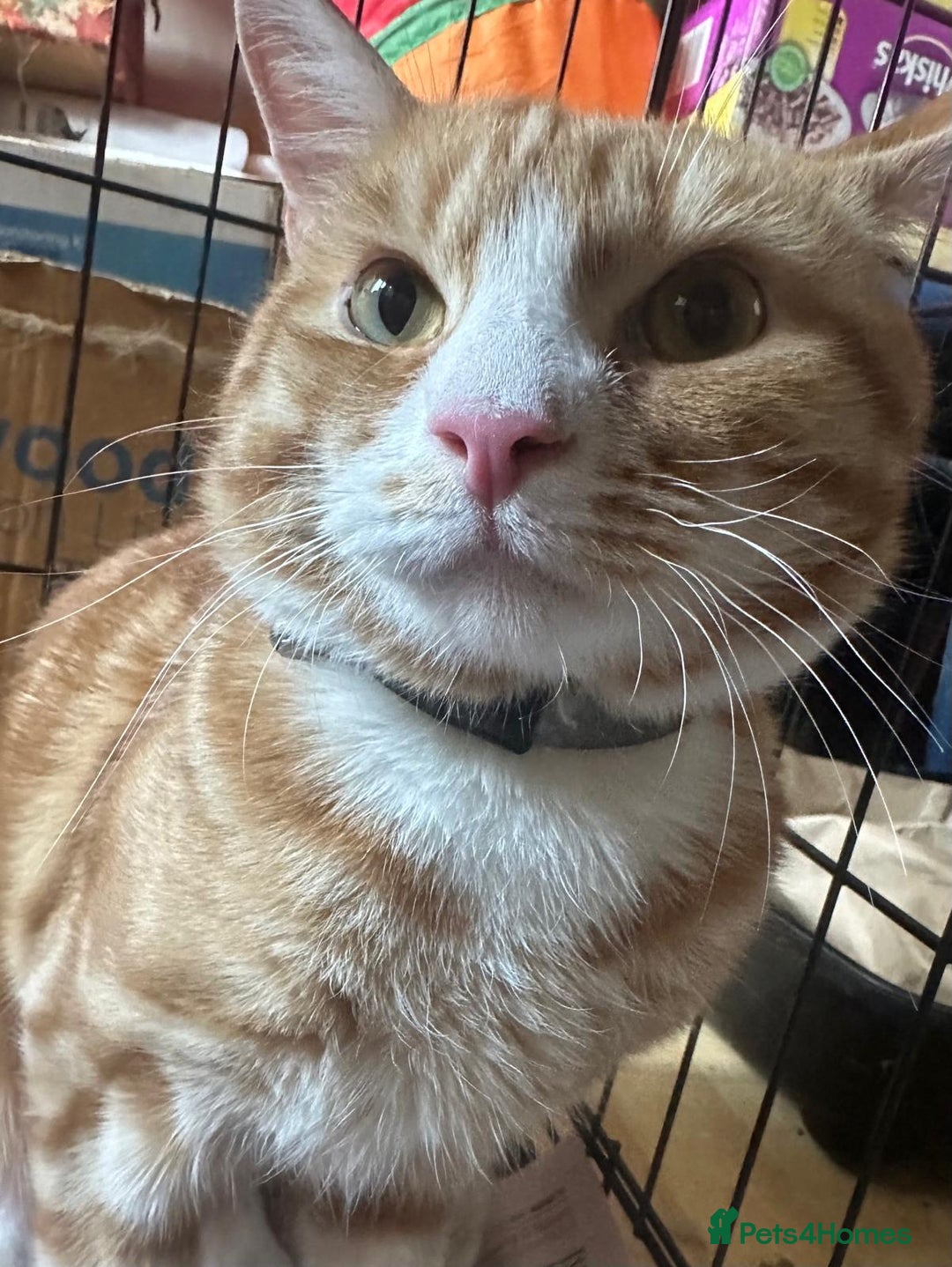 Mixed Breed cats for adoption: Rescue ginger tom looking for forever home - Image 1