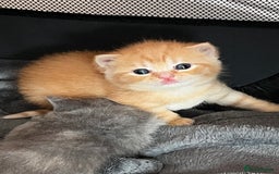 British Shorthair cats for sale: Beautiful pedigree bsh kittens  - Image 8