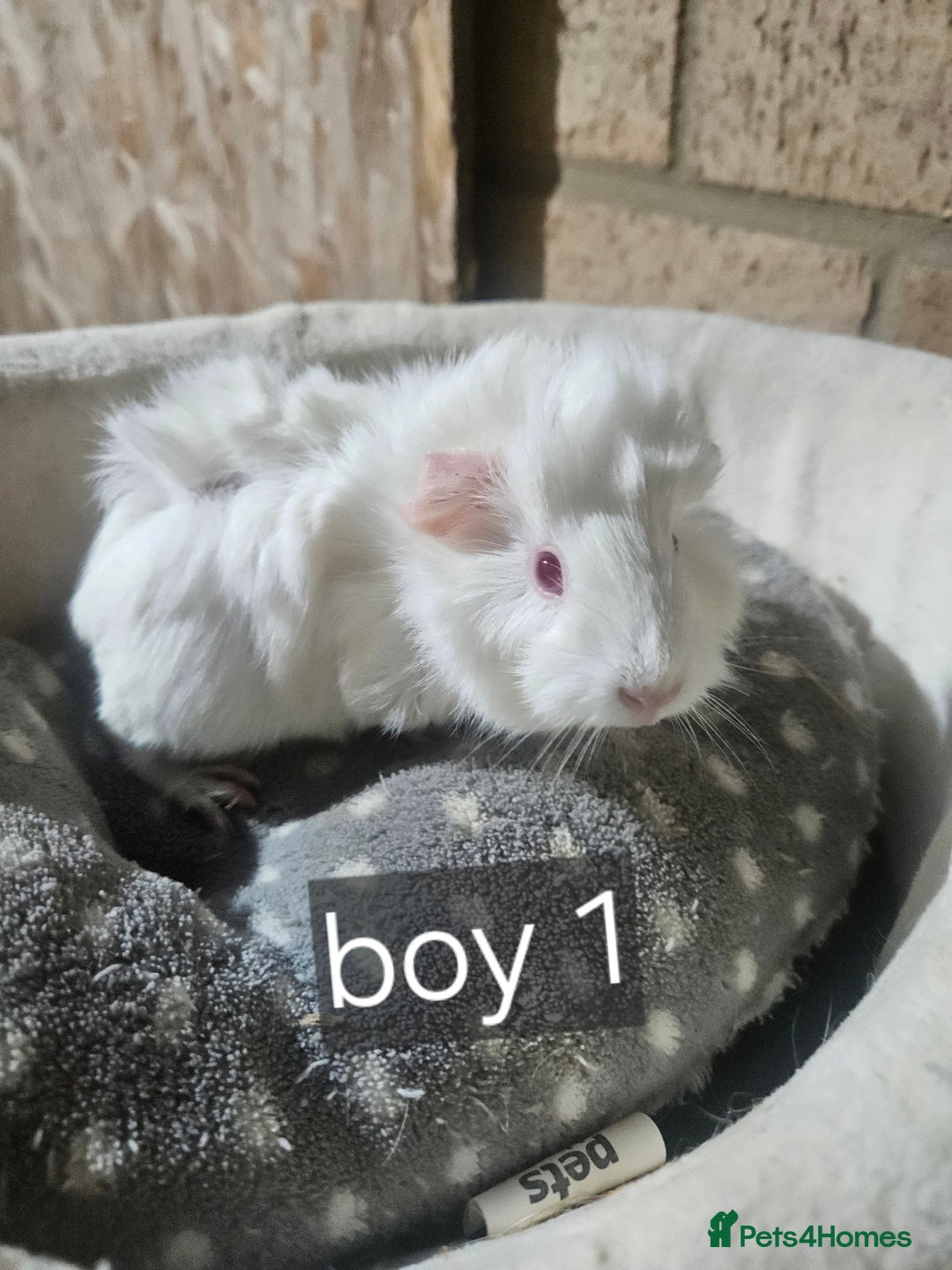Guinea Pig rodents for sale: Baby boy and girl guinea pigs some ready now - Advert 4