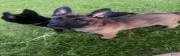 Belgian Shepherd Dog dogs for sale: !!1 LEFT!!Belgian malinios puppy - Advert 1