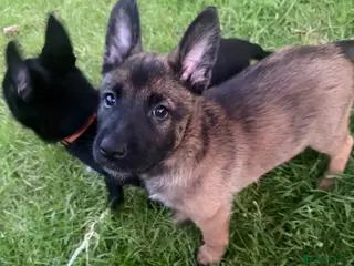 Belgian Shepherd Dog dogs !!1 LEFT!!Belgian malinios puppy - Advert 5