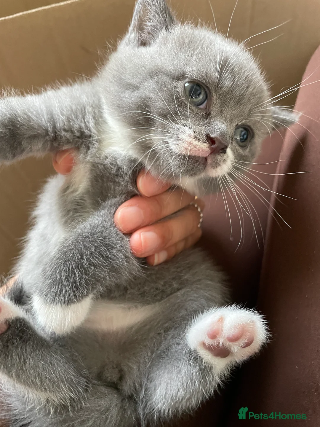 Scottish Fold cats for sale: 3 Scottish Fold kittens  - Advert 1