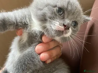 Scottish Fold cats 3 Scottish Fold kittens - Advert 1