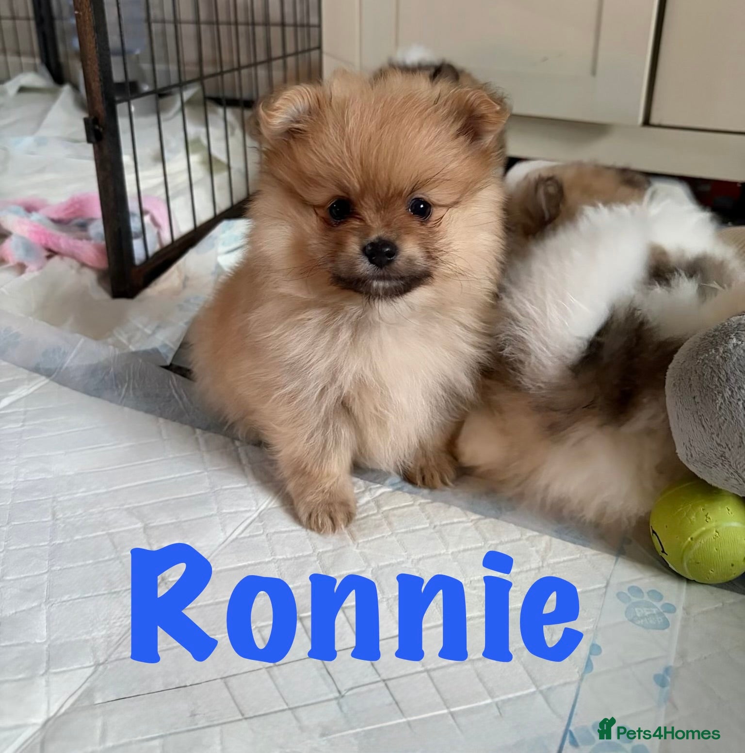 Pomeranian Puppy 1