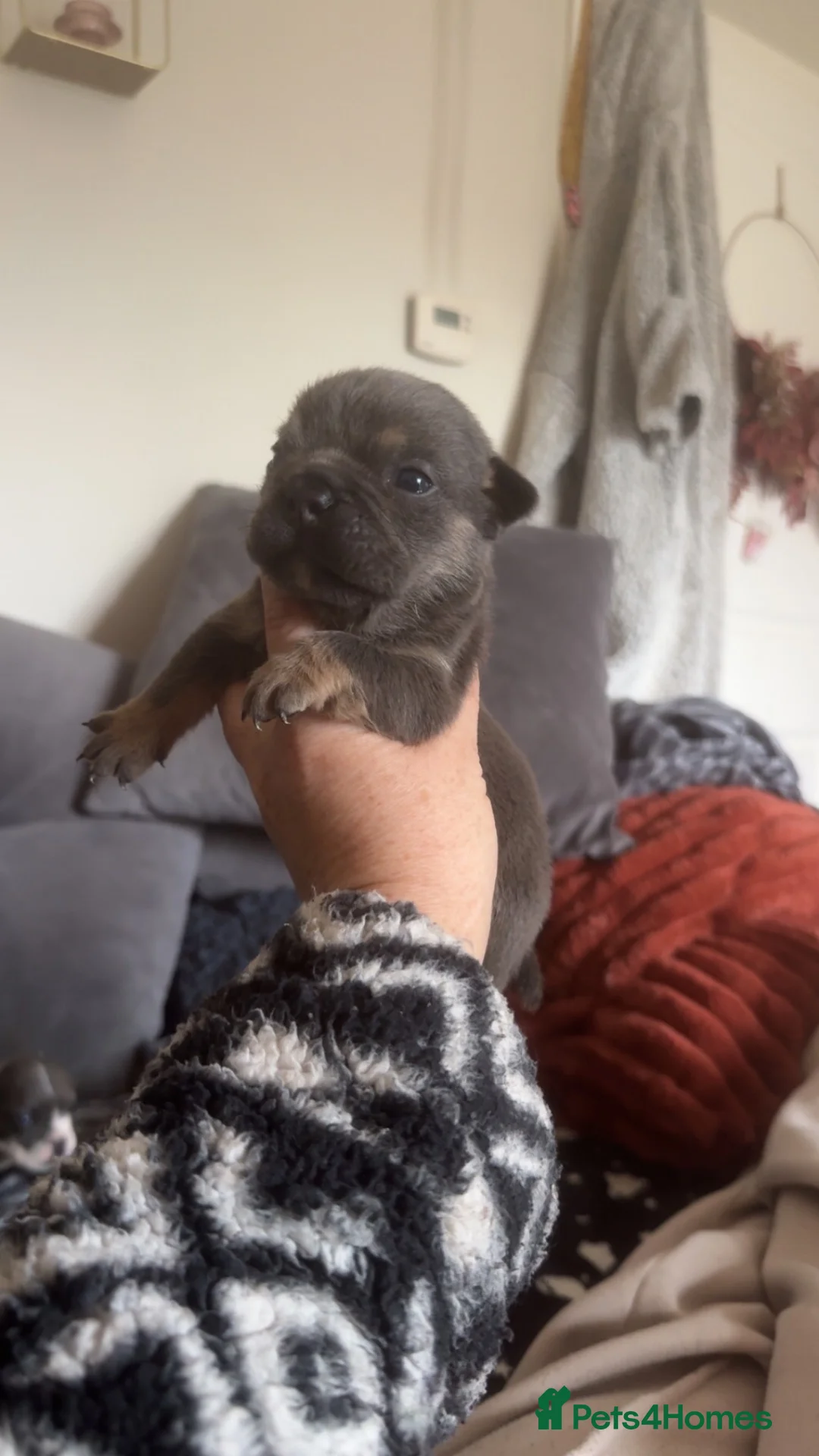 Olde English Bulldogge dogs for sale: OEB puppies for sale  - Advert 2