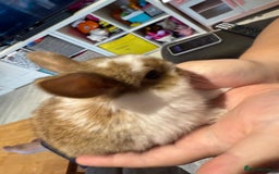 Mini Lop rabbits for sale: Mini Lop Babies ready to reserve - Image 11