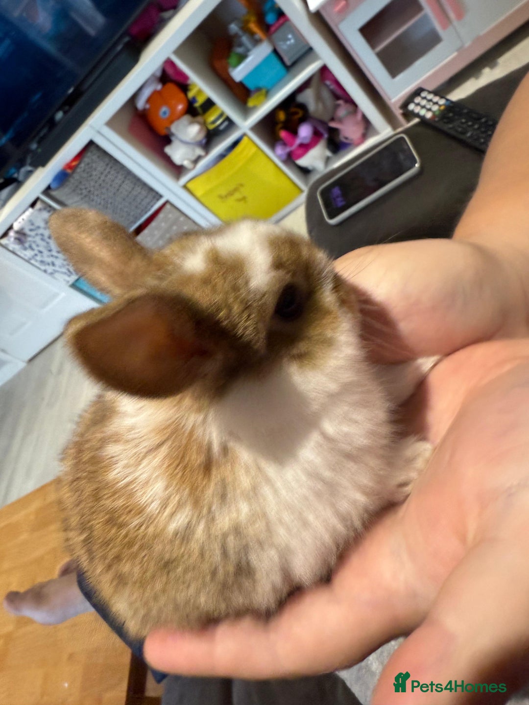 Mini Lop rabbits for sale: Mini Lop Babies ready to reserve - Image 11