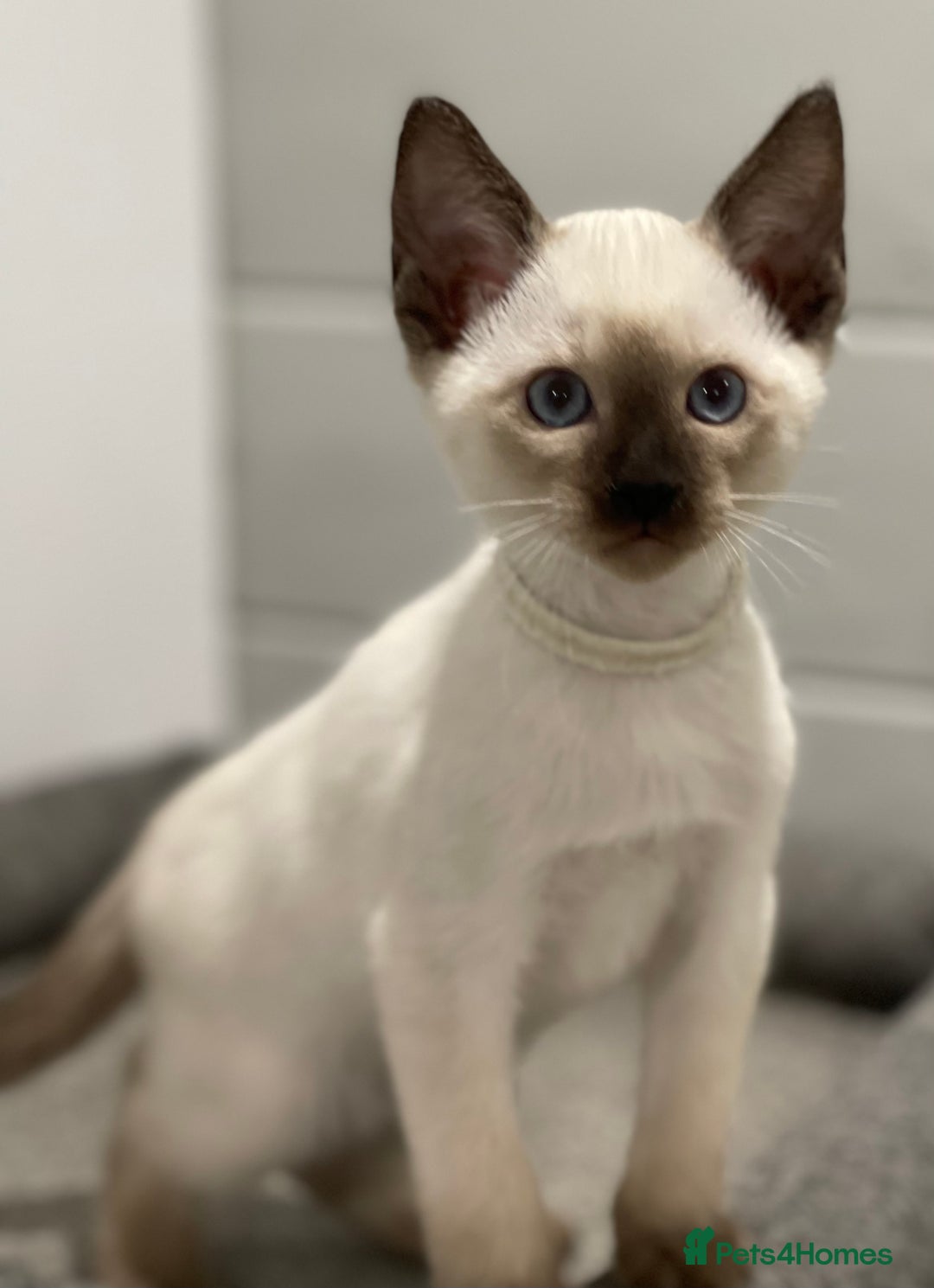 Siamese cats for sale: GCCF Registered Traditional Siamese Kittens  - Image 27