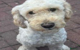 Cockapoo dogs for sale: Drew  - Image 3
