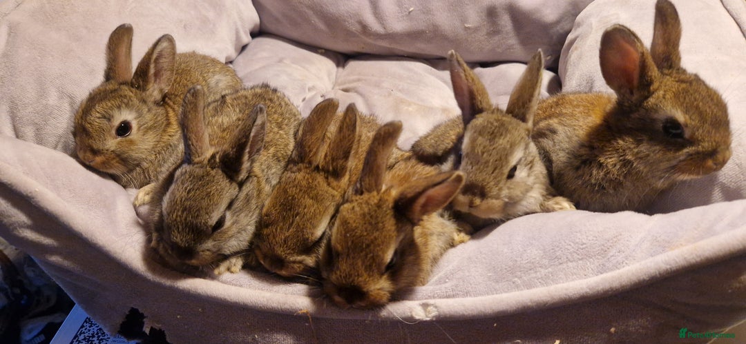 Mixed Breed rabbits for sale:   6 Gorgeous Ginger Male Bunnies for Sale 🐰 - Advert 2