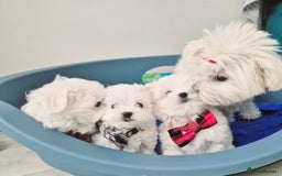 Maltese dogs for sale: Maltese - Image 6