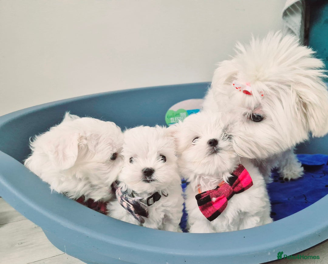 Maltese dogs for sale: Maltese - Image 6