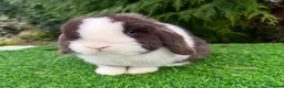 Mini Lop rabbits for sale: Hobby breeder of pure bred mini lops  - Advert 4