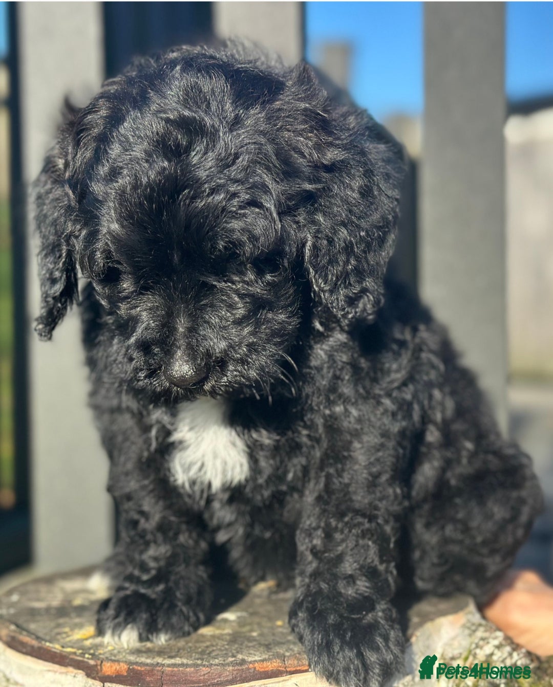 Mixed Breed dogs for sale: Saint Bernoodle Puppy Saint Bernard x Poodle Boy - Advert 3