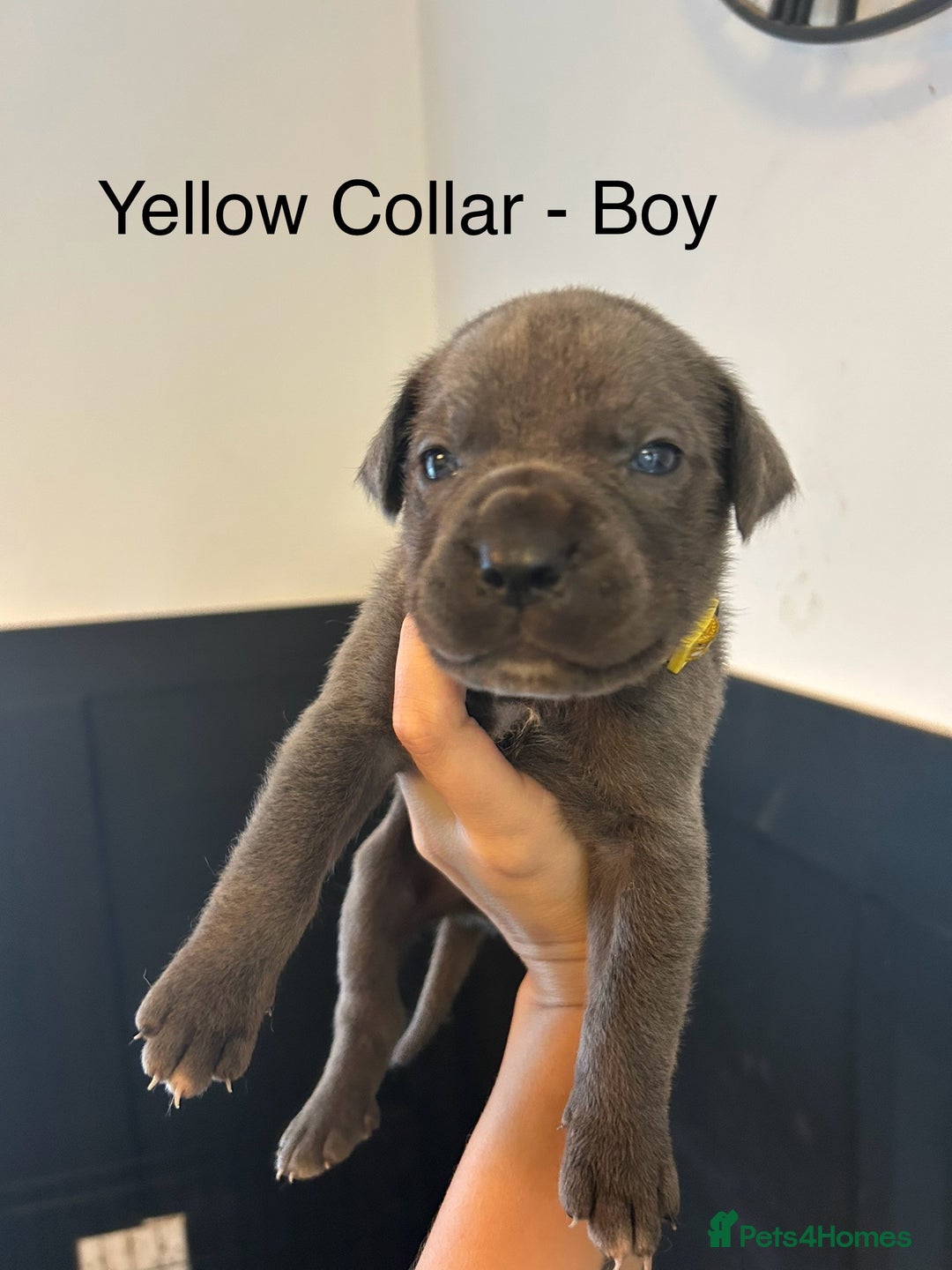 Cane Corso dogs for sale: Cane Corso Puppies  - Advert 17
