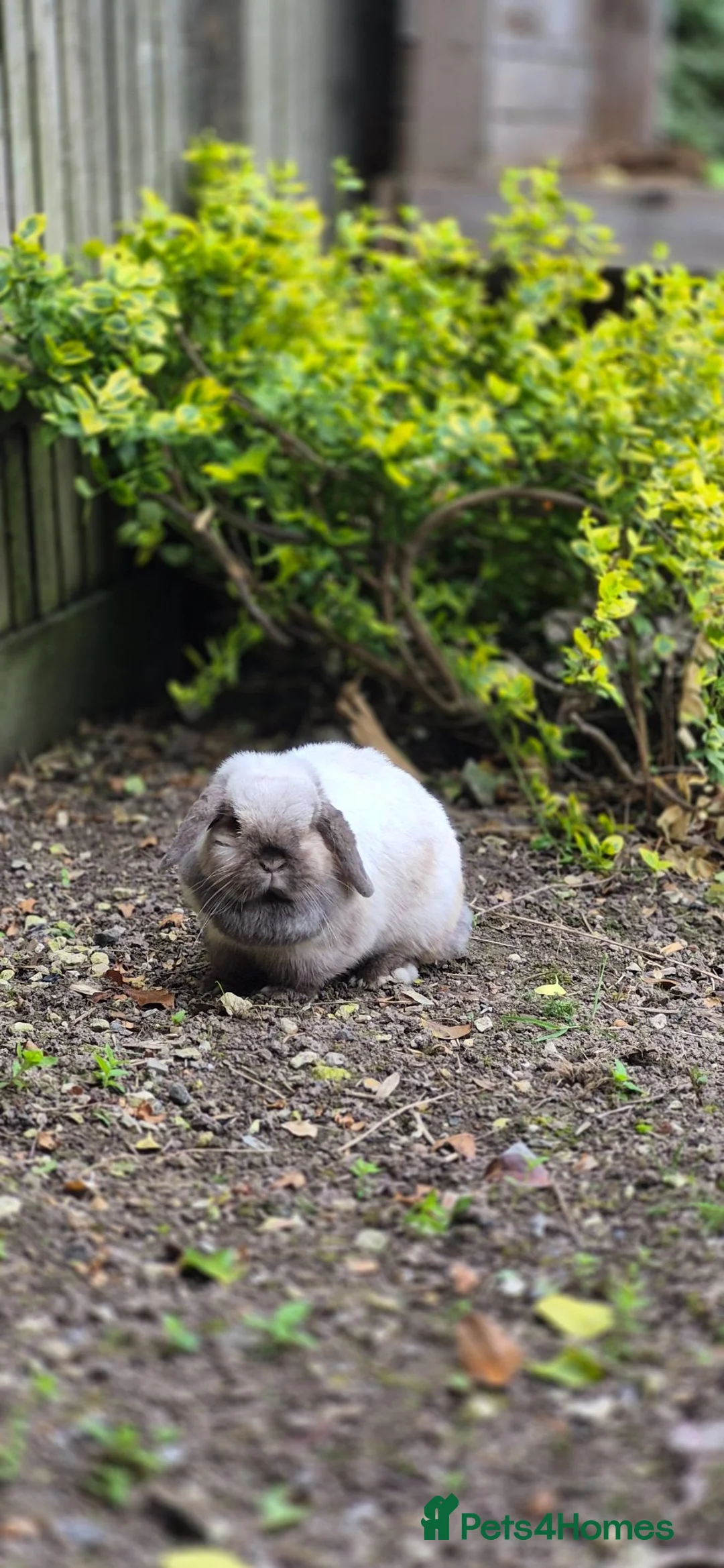 Mini Lop rabbits for sale: Gorgeous Mini Lop Adult Does Available - Advert 1