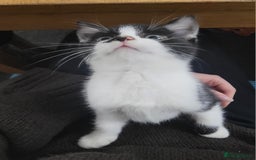 Mixed Breed cats for sale: Beautiful Female Kitten for Sale - Advert 7