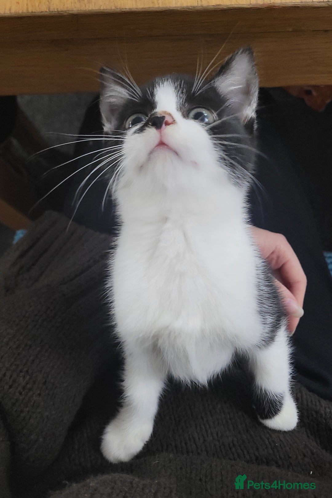 Mixed Breed cats for sale: Beautiful Female Kitten for Sale - Advert 7