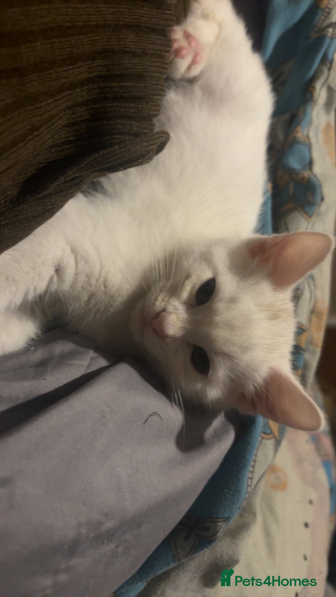 Mixed Breed cats for sale: Beautiful white boy for sale (Only One Left) - Advert 7