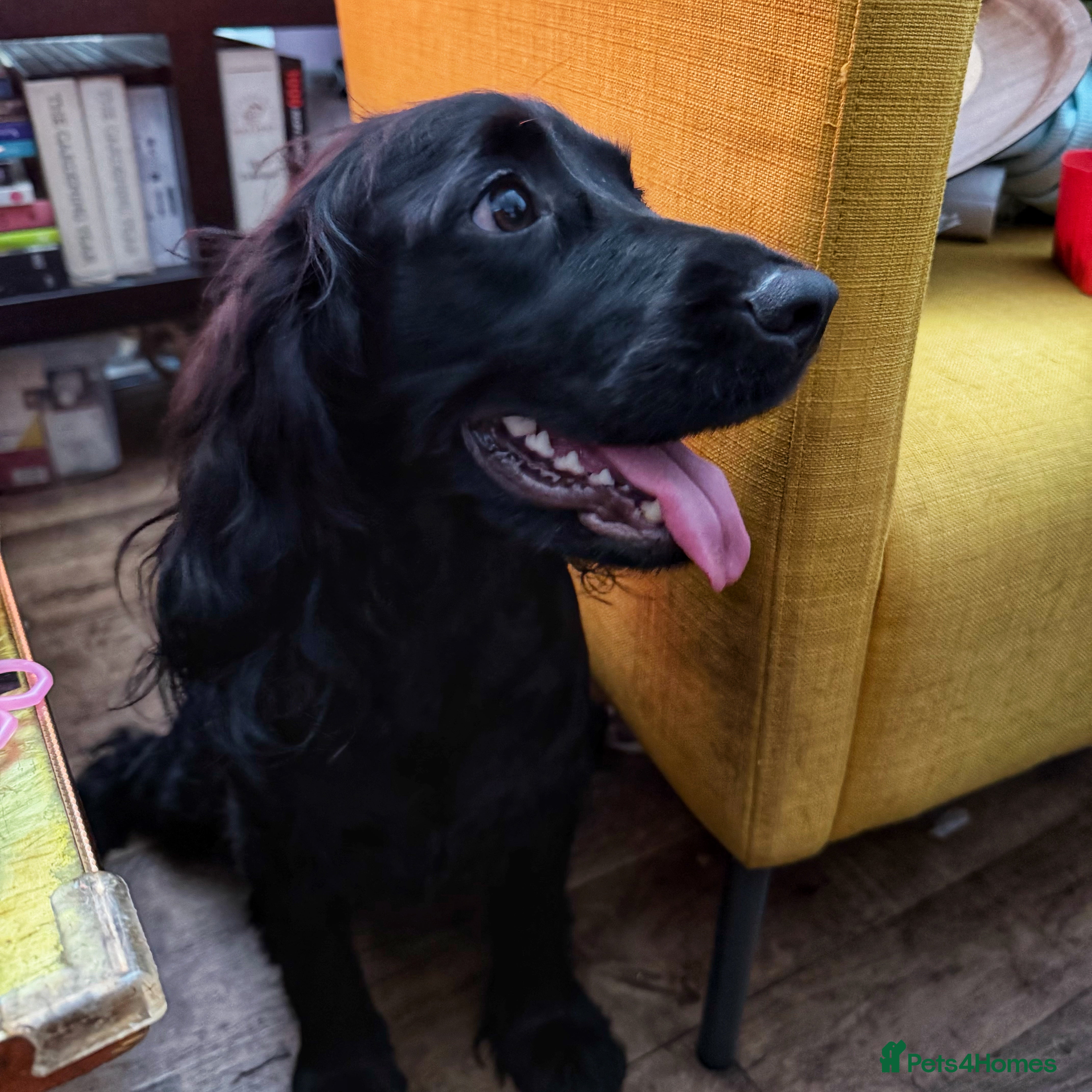 Cocker Spaniel dogs 7 Stunning Cocker Spaniel Puppies - Advert 1