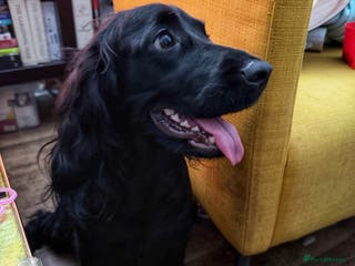 Cocker Spaniel dogs 7 Stunning Cocker Spaniel Puppies - Advert 9