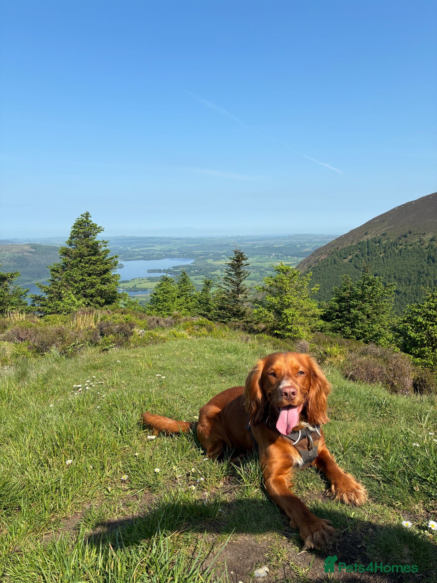 Cocker Spaniel dogs Rudy - male, 18 months old. - Advert 1