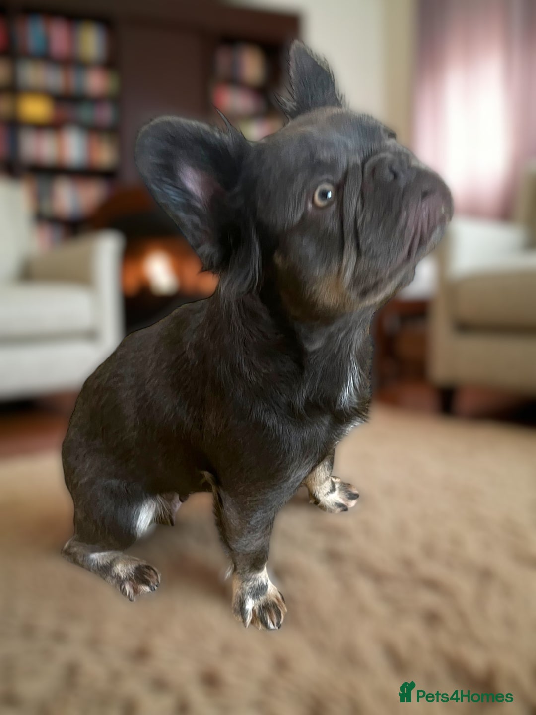French Bulldog dogs for sale: Adult female fluffy Frenchie  - Image 5