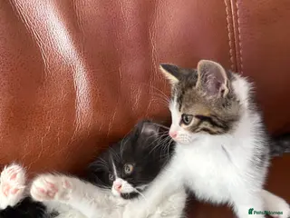 Maine Coon cats READY NOW Maine Coon Cross Kittens -stunning - Advert 2