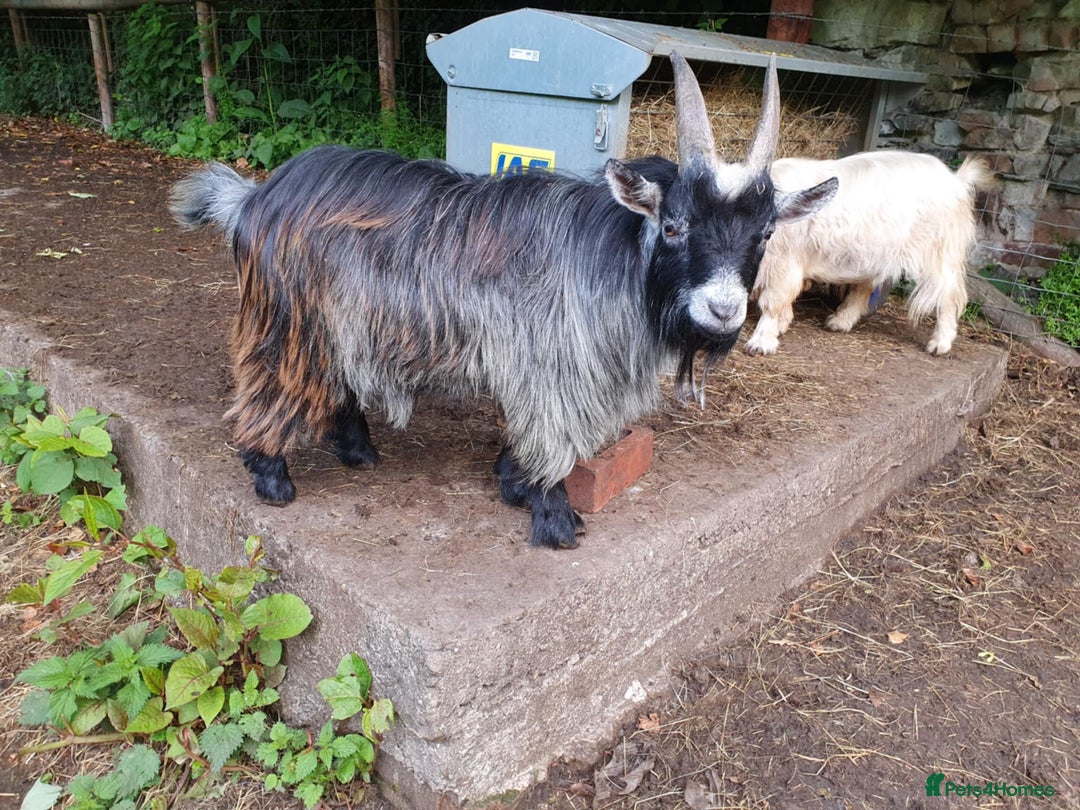 Goats livestock for sale: Pedigree Billy for stud - Image 3