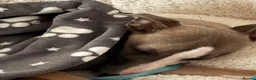 Whippet dogs for sale: Gorgeous 6 month old Male Whippet in Coventry - Advert 6